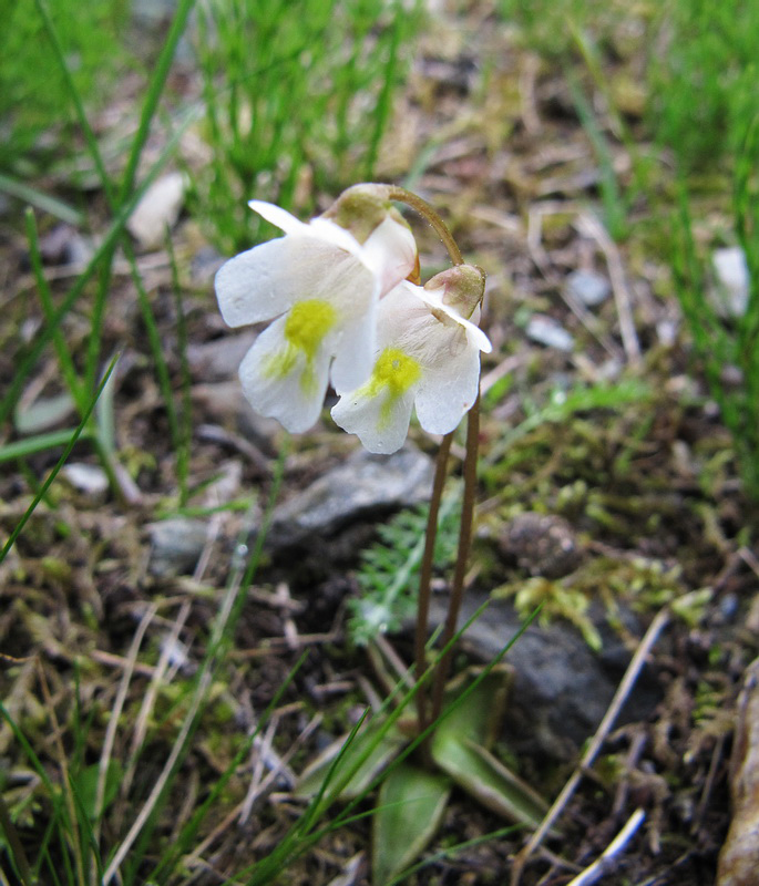 Image of Pinguicula alpina specimen.