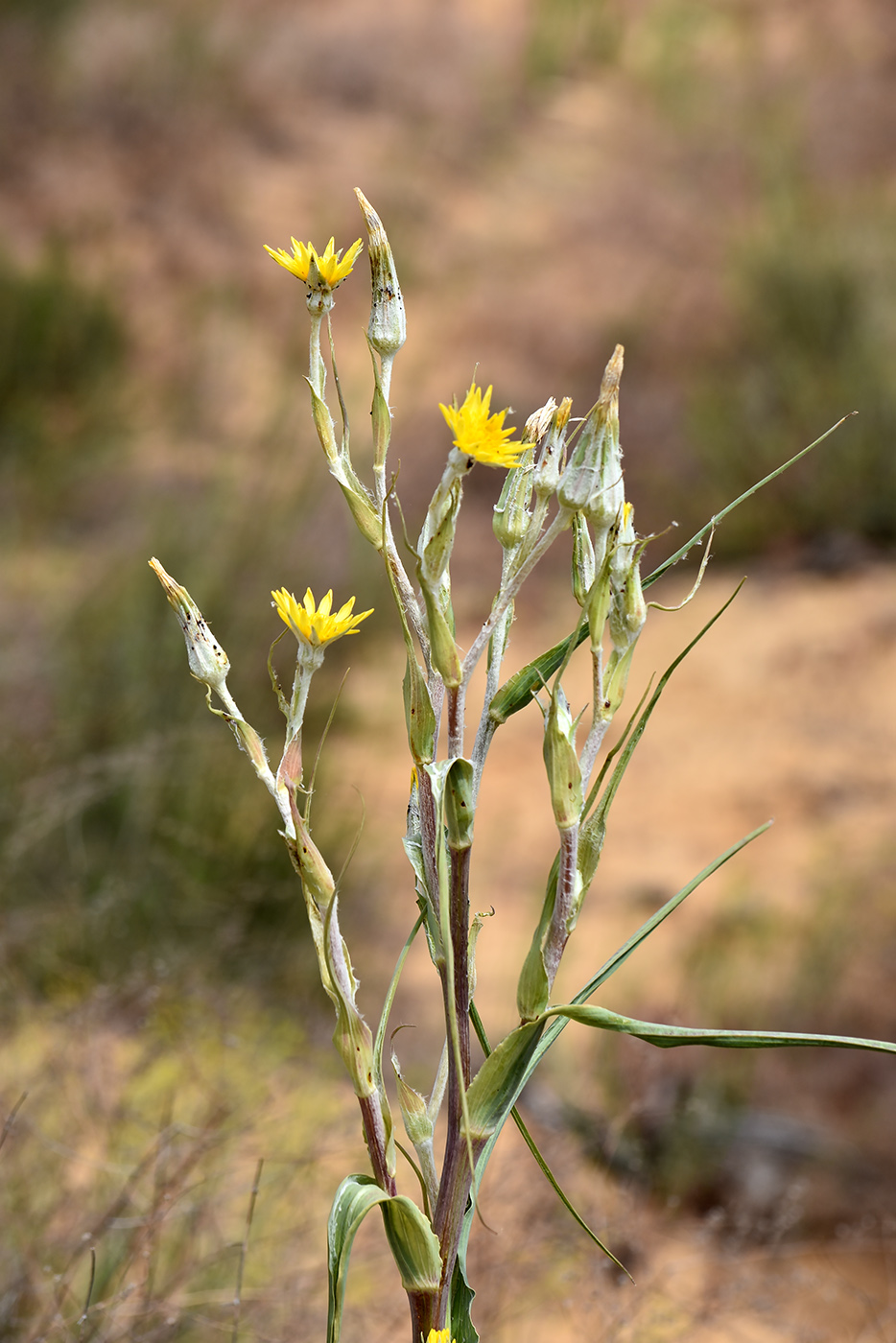 Image of genus Tragopogon specimen.