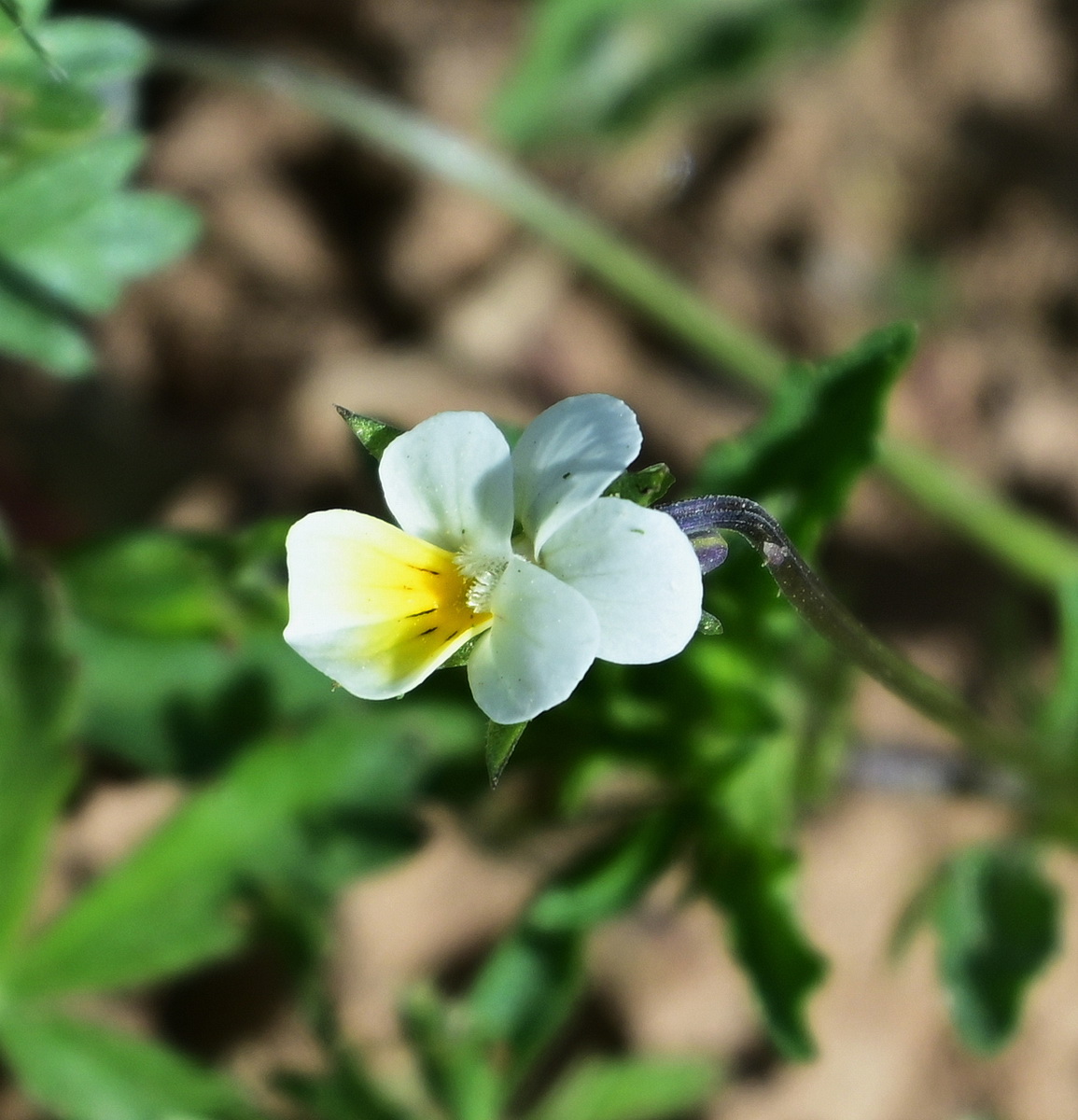 Изображение особи Viola arvensis.