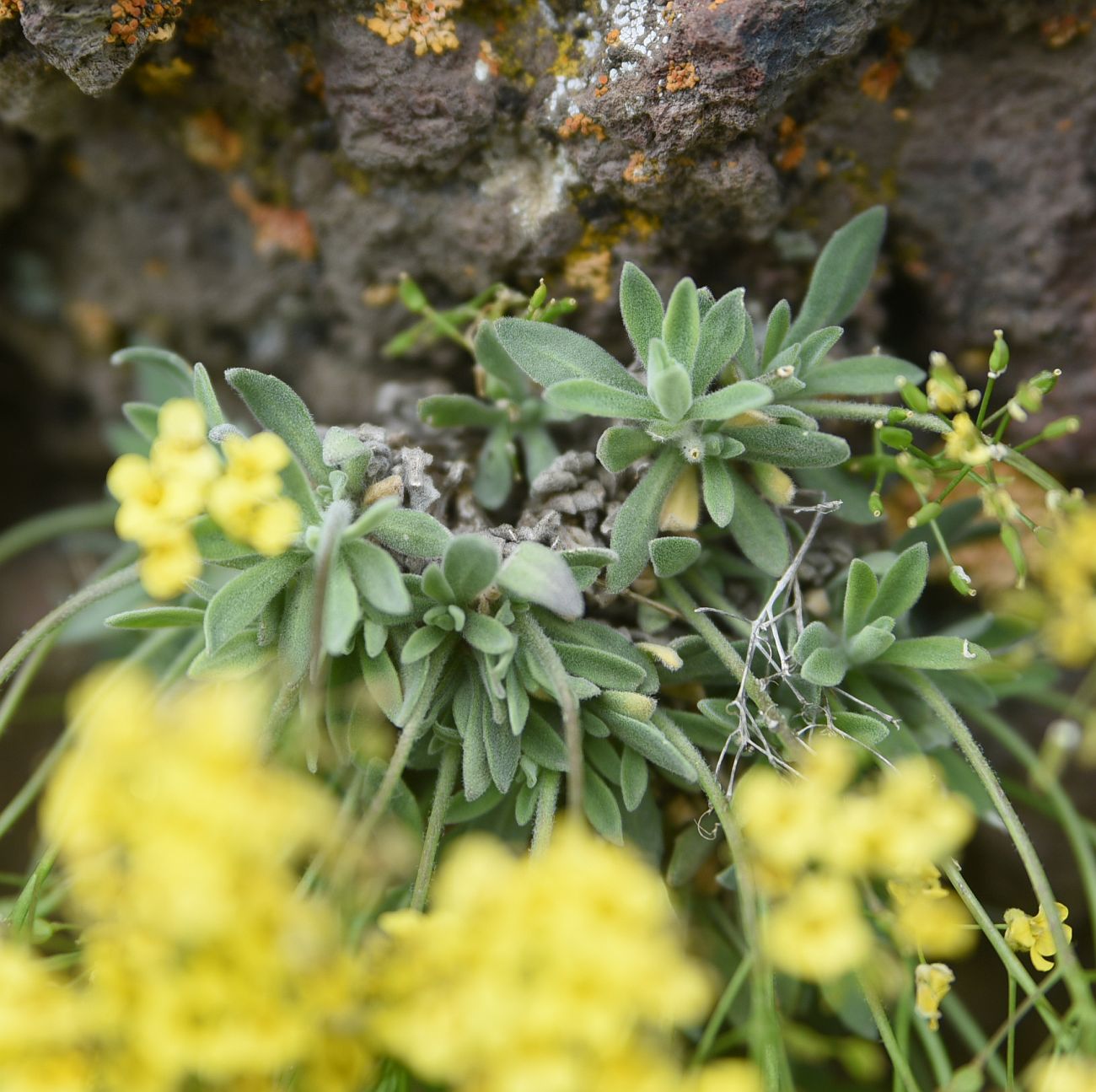 Image of Draba rosularis specimen.