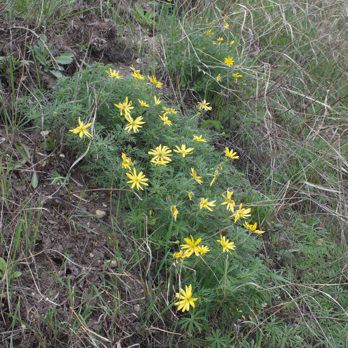 Image of Adonis volgensis specimen.