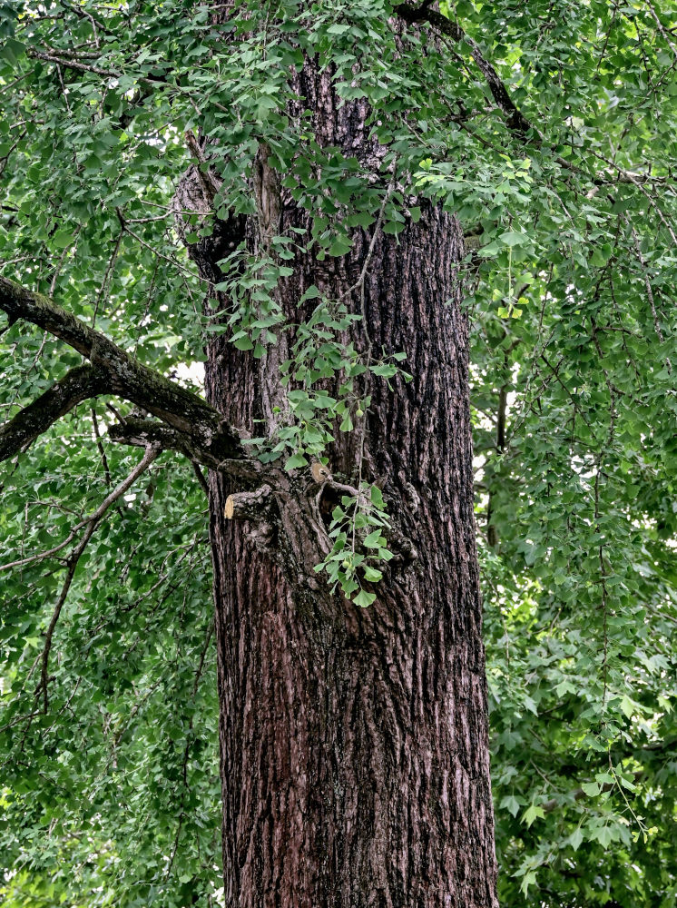 Изображение особи Ginkgo biloba.