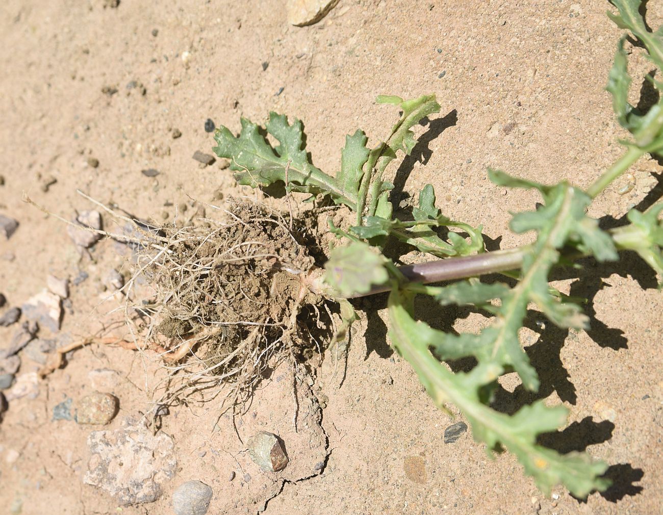 Image of Senecio vernalis specimen.