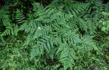 Pteridium pinetorum