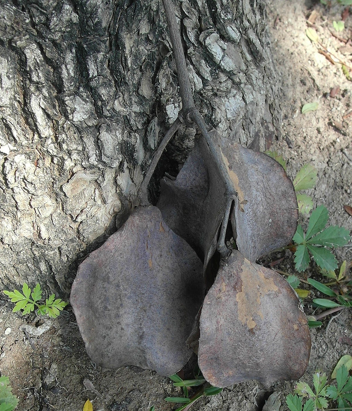 Image of Jacaranda mimosifolia specimen.
