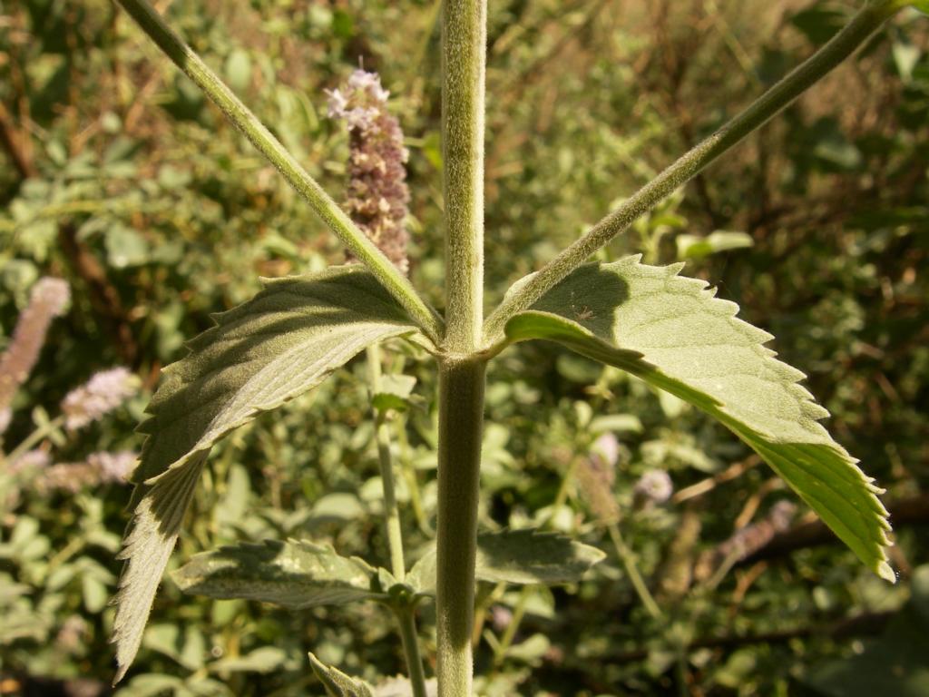 Image of Mentha asiatica specimen.