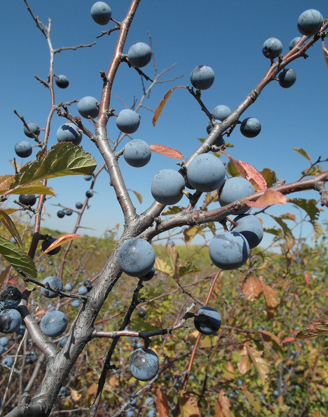 Изображение особи Prunus spinosa.