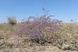 Limonium scoparium. Цветущее растение. Крым, Севастополь, окр. пос. Орловка. 14.09.2025.