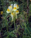 Linaria vulgaris. Соцветие. Татарстан, Агрызский р-н, с. Красный Бор, разнотравный луг. 05.08.2025.
