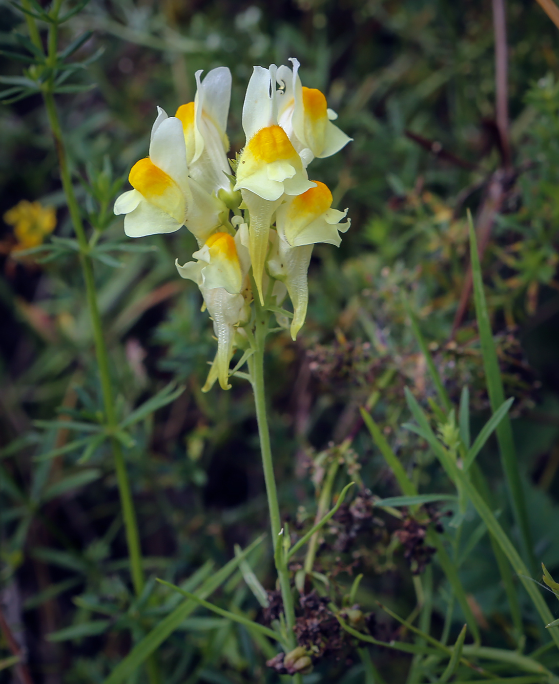 Изображение особи Linaria vulgaris.