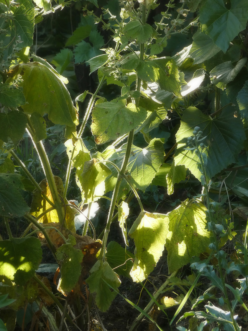 Изображение особи семейство Lamiaceae.