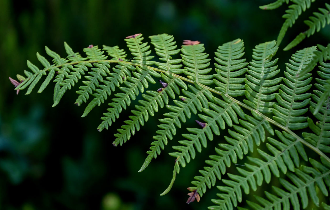 Изображение особи Pteridium aquilinum.