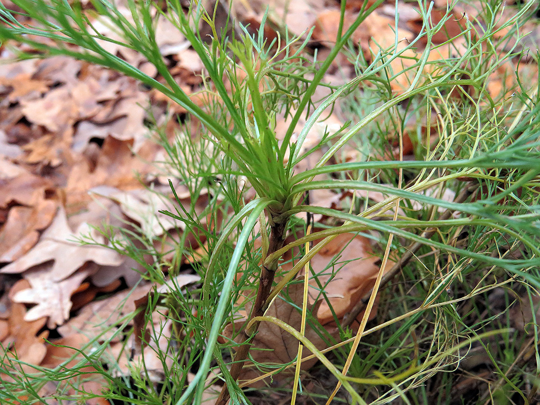 Image of genus Artemisia specimen.