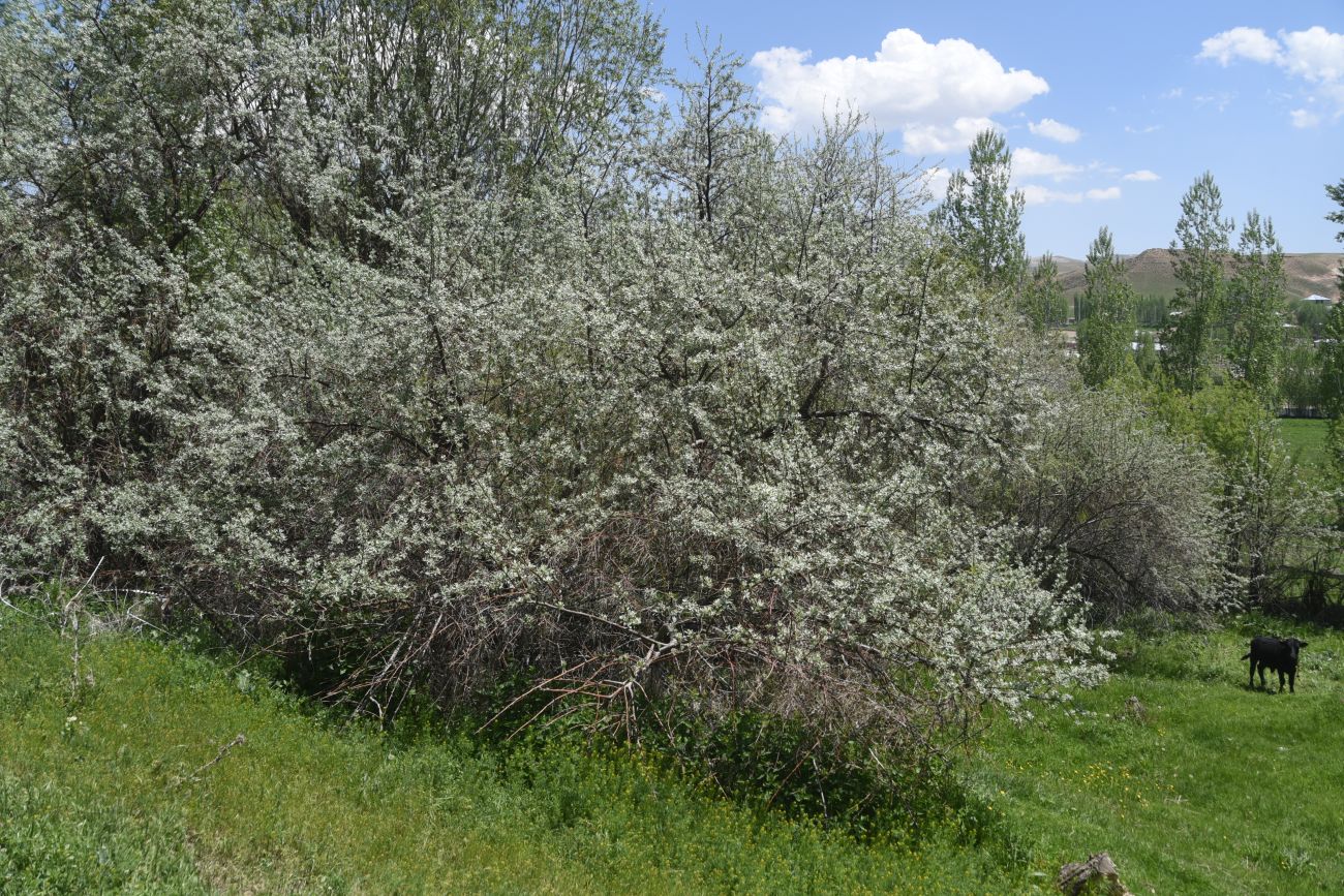 Image of genus Elaeagnus specimen.