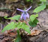 Изображение особи. Автор - Игорь Павлов