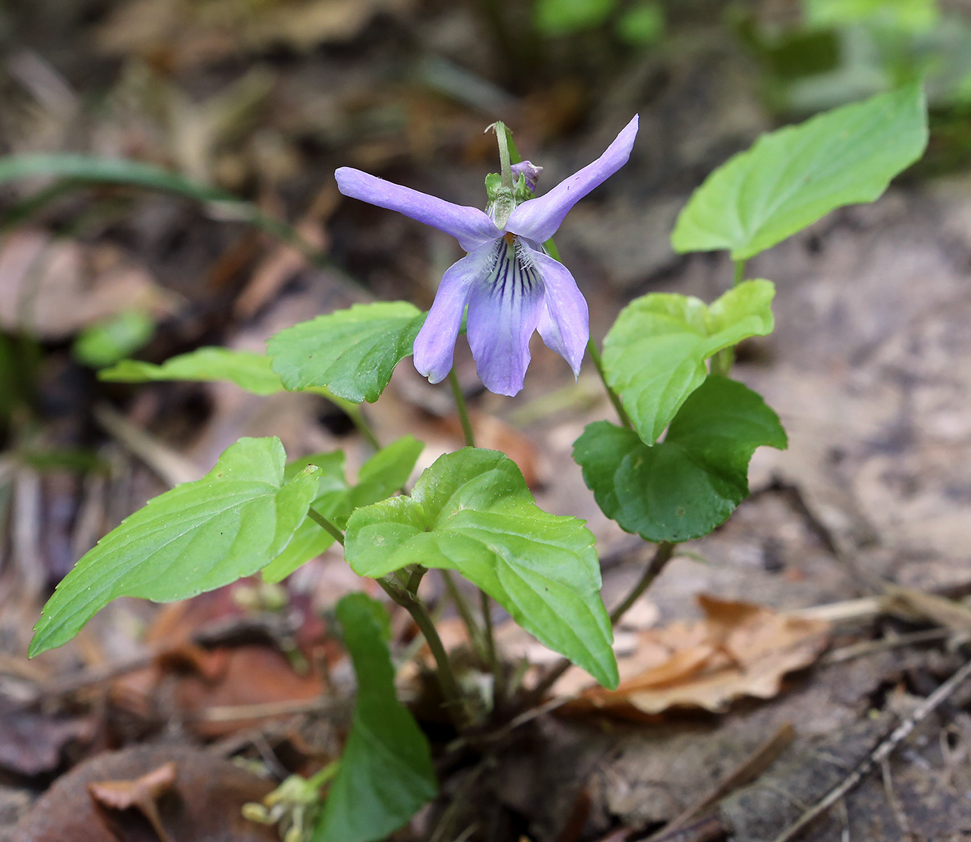 Изображение особи Viola reichenbachiana.