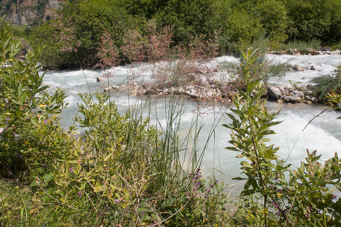 Image of Calamagrostis balkharica specimen.