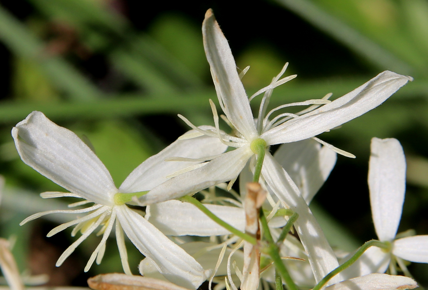 Изображение особи Clematis recta.