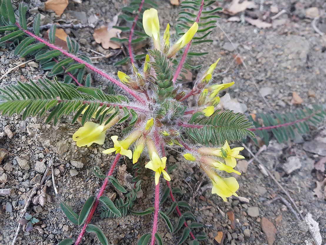 Image of Astragalus utriger specimen.