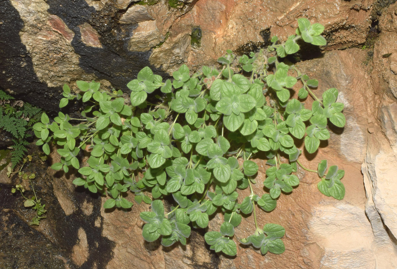 Изображение особи Parietaria elliptica.