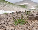 Veronica gentianoides. Расцветающие растения. Адыгея, Кавказский биосферный запов., Фишт-Оштенский массив, высокогорное плато на юго-восточном склоне горы, ≈ 2300 м н.у.м., среди камней у карового озера. 13.08.2016.
