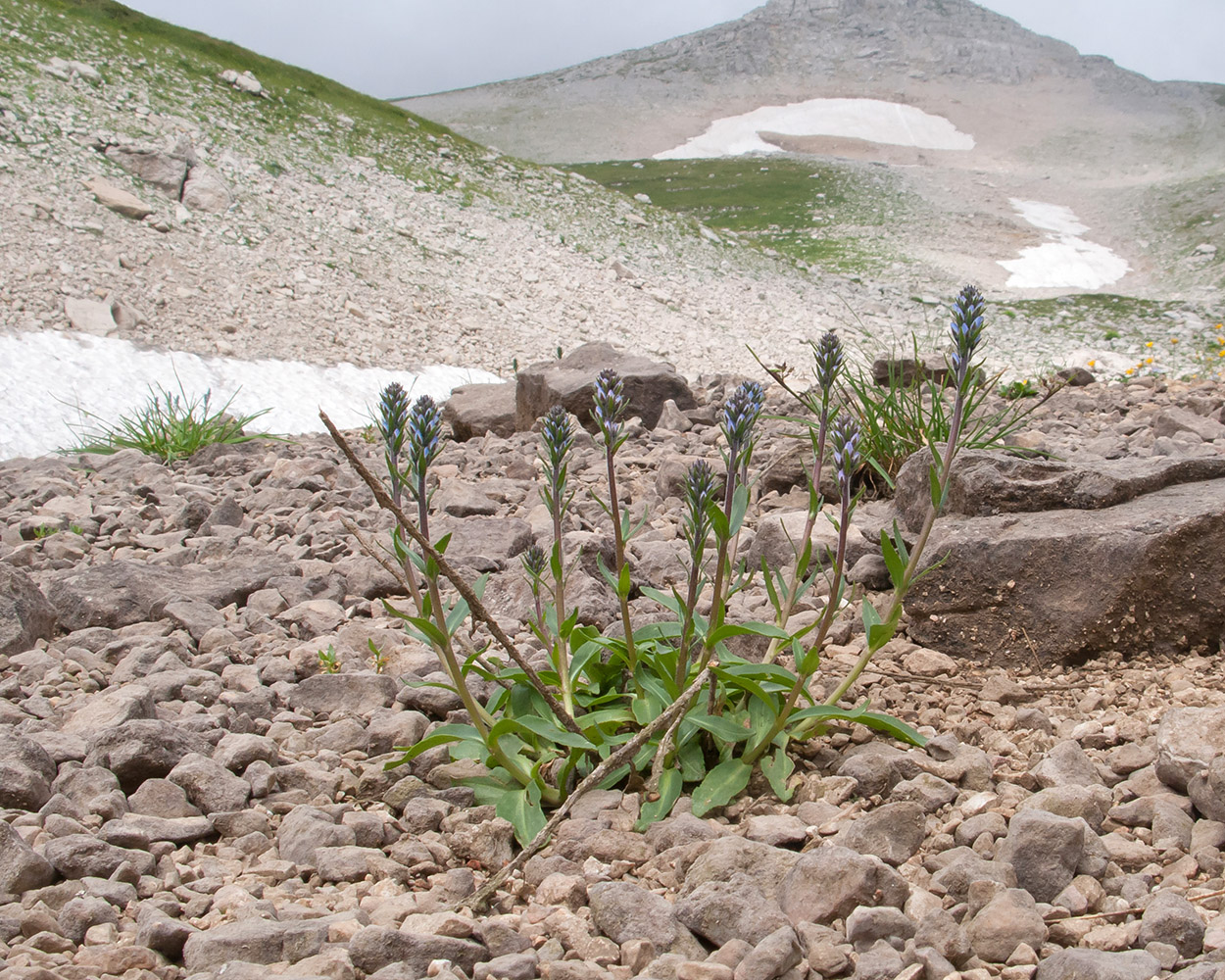Изображение особи Veronica gentianoides.