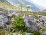 Heracleum asperum. Цветущее и плодоносящее растение. Кабардино-Балкария, Черекский р-н, дол. р. Псыгансу, ≈ 2400 м н.у.м., донная морена, альпийский луг. 29.07.2025.