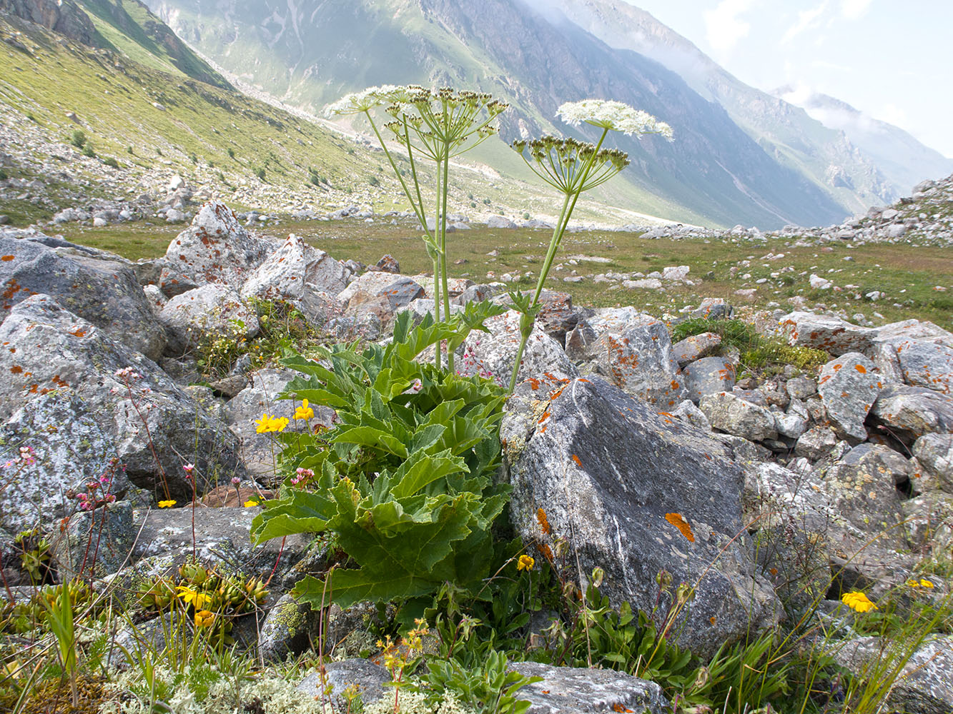 Изображение особи Heracleum asperum.