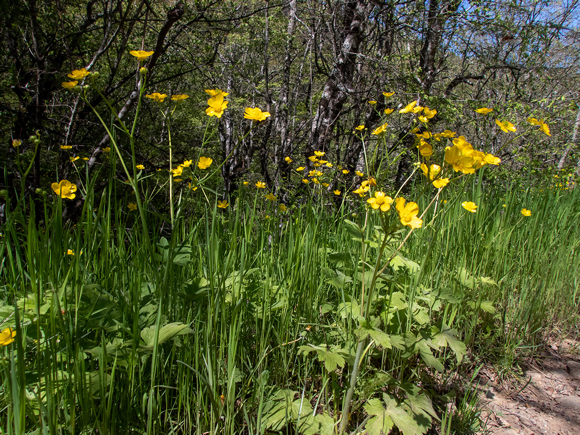 Изображение особи Ranunculus constantinopolitanus.