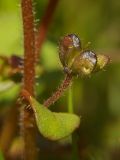 Veronica acinifolia