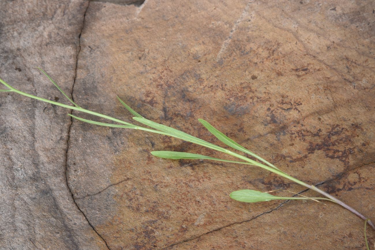 Изображение особи род Campanula.