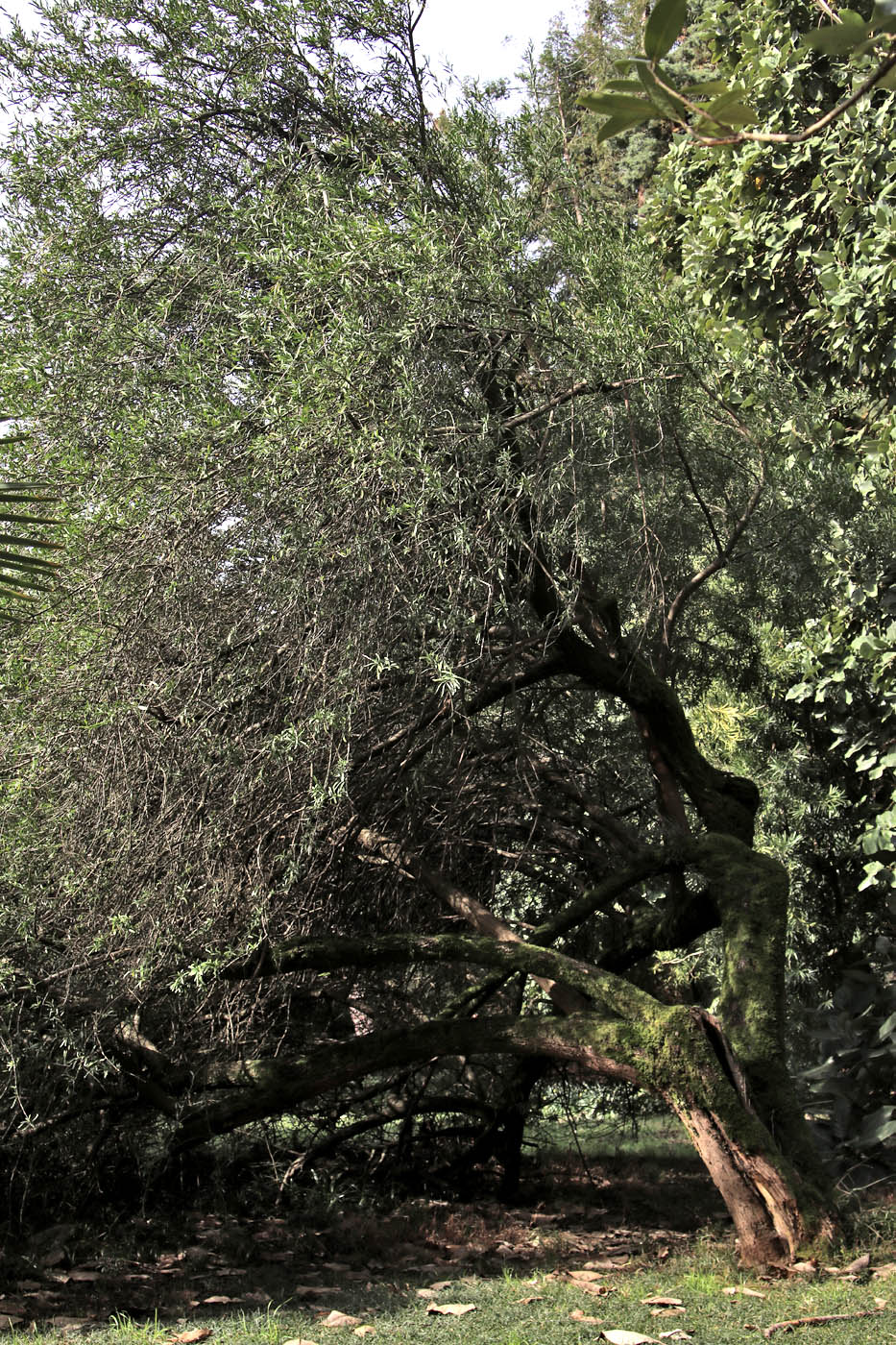 Изображение особи Schinus terebinthifolia.