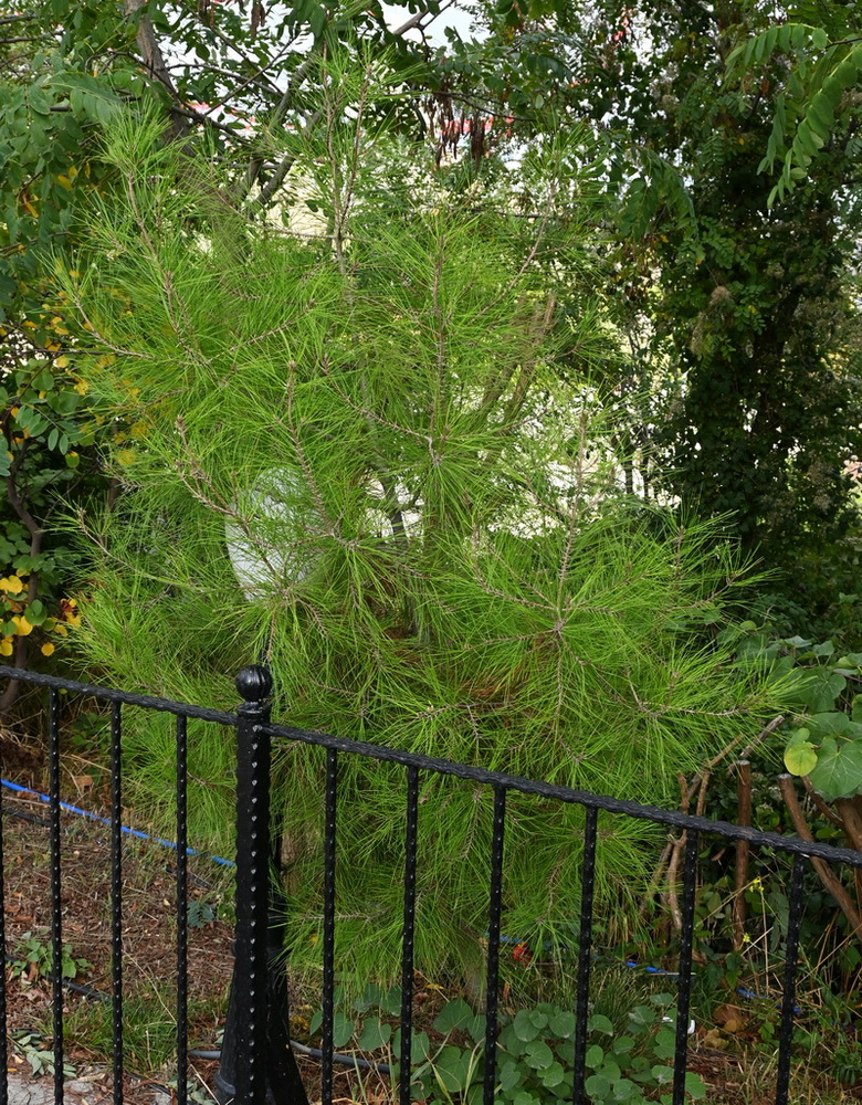 Image of class Pinopsida specimen.