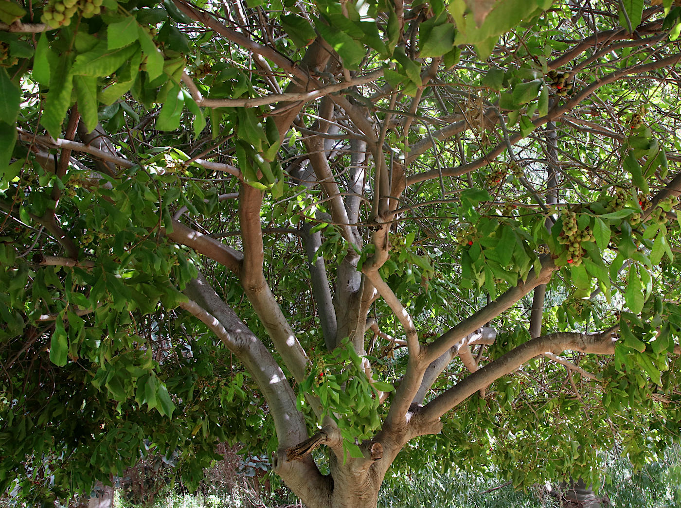 Image of Alectryon tomentosum specimen.