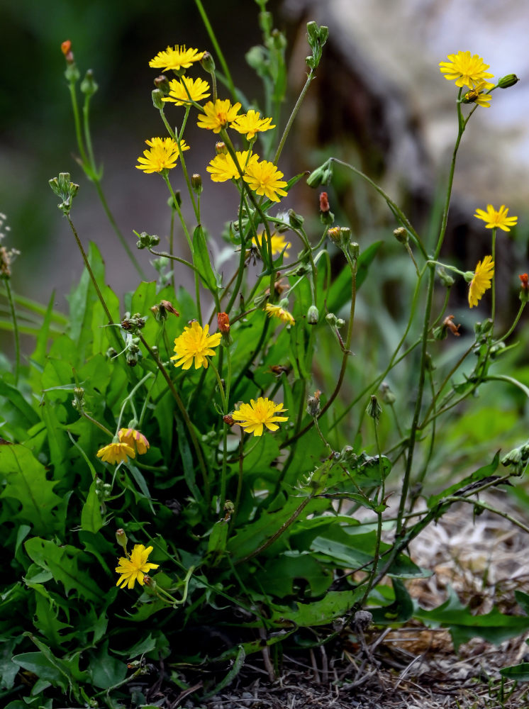 Изображение особи Crepis capillaris.