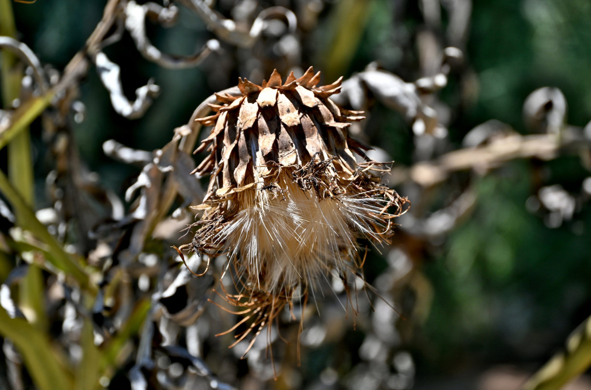 Image of Cynara scolymus specimen.