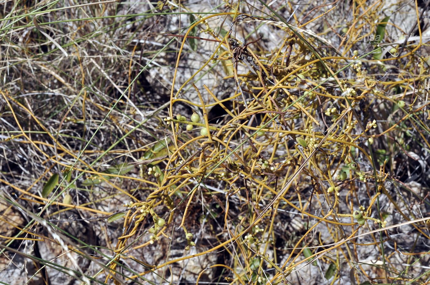Image of Cassytha filiformis specimen.
