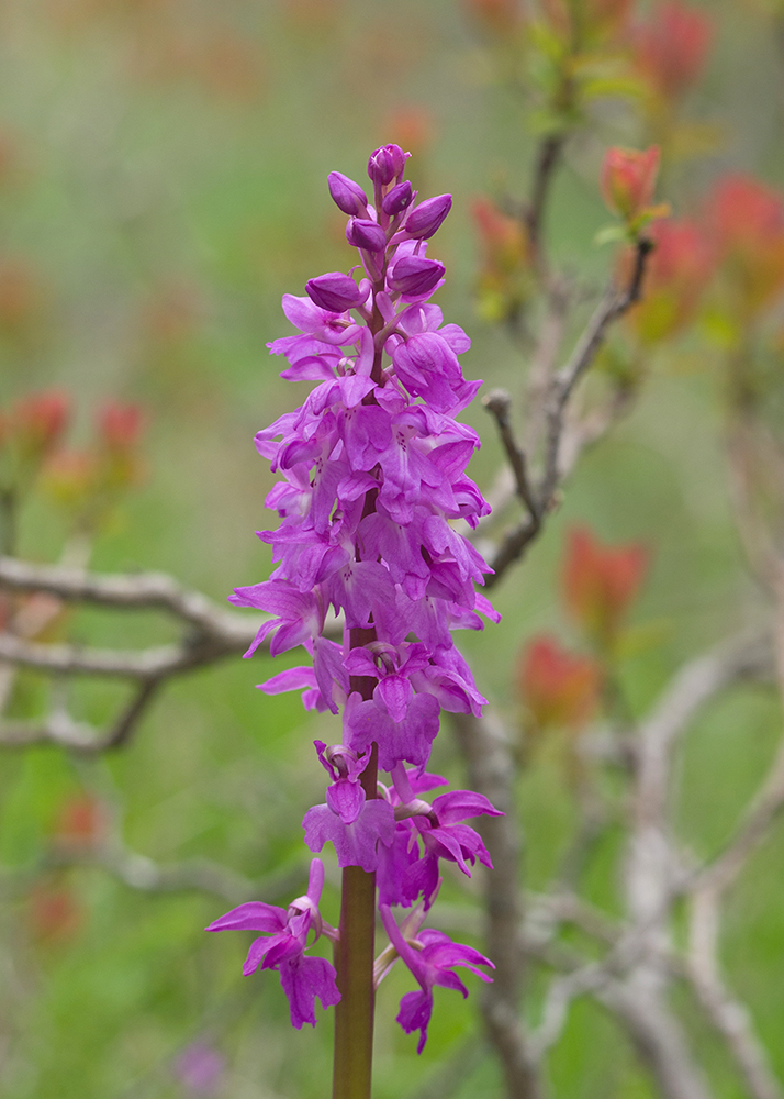 Изображение особи Orchis mascula.