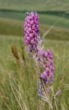 Oxytropis kasakorum. Верхушки доцветающих побегов. Оренбургская обл., Саракташский р-н, Жёлтинский сельсовет, окр. хут. Султанбаево, луговая степь. 9 июня 2025 г.
