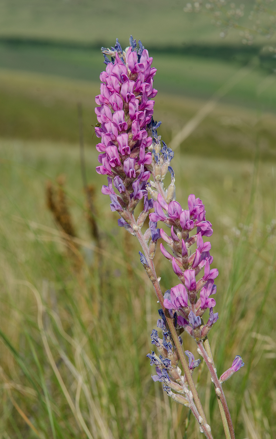 Image of Oxytropis kasakorum specimen.