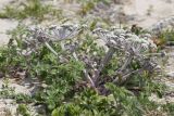 Glehnia litoralis. Цветущее растение. Приморский край, Лазовский р-н, окр. дер. Глазковка вблизи мыса Кит, песчаная морская терраса. 14.06.2026.