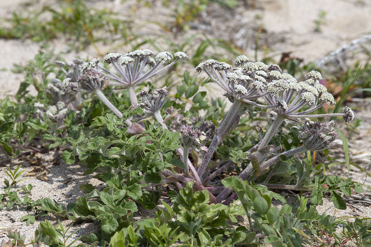 Изображение особи Glehnia litoralis.