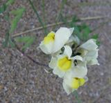 Linaria supina