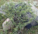 Rhamnus erythroxyloides