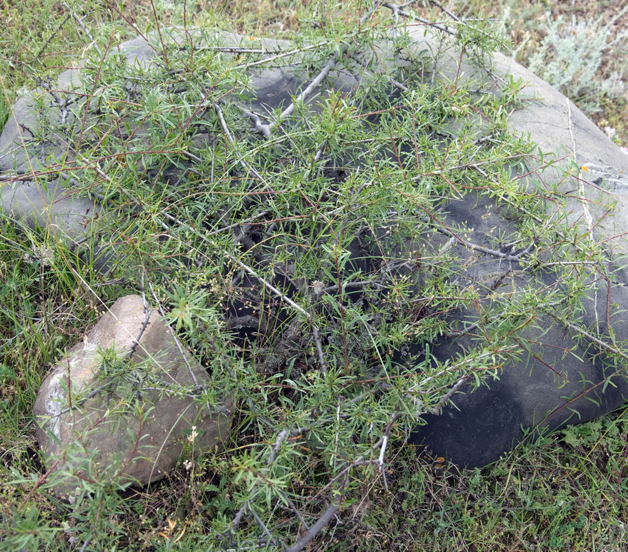 Изображение особи Rhamnus erythroxyloides.