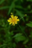 род Hieracium