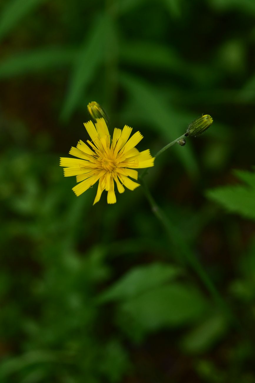 Изображение особи род Hieracium.