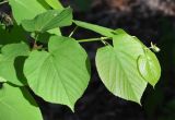 genus Tilia. Верхушка побега. Узбекистан, г. Ташкент, Ботанический сад им. Ф.Н. Русанова, в культуре. 05.04.2026.