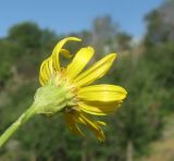 Senecio erucifolius. Соцветие (вид со стороны обёртки). ЛНР, г. Луганск, балка Мощинский яр, склон юго-вост. эксп., 07.06.2026.