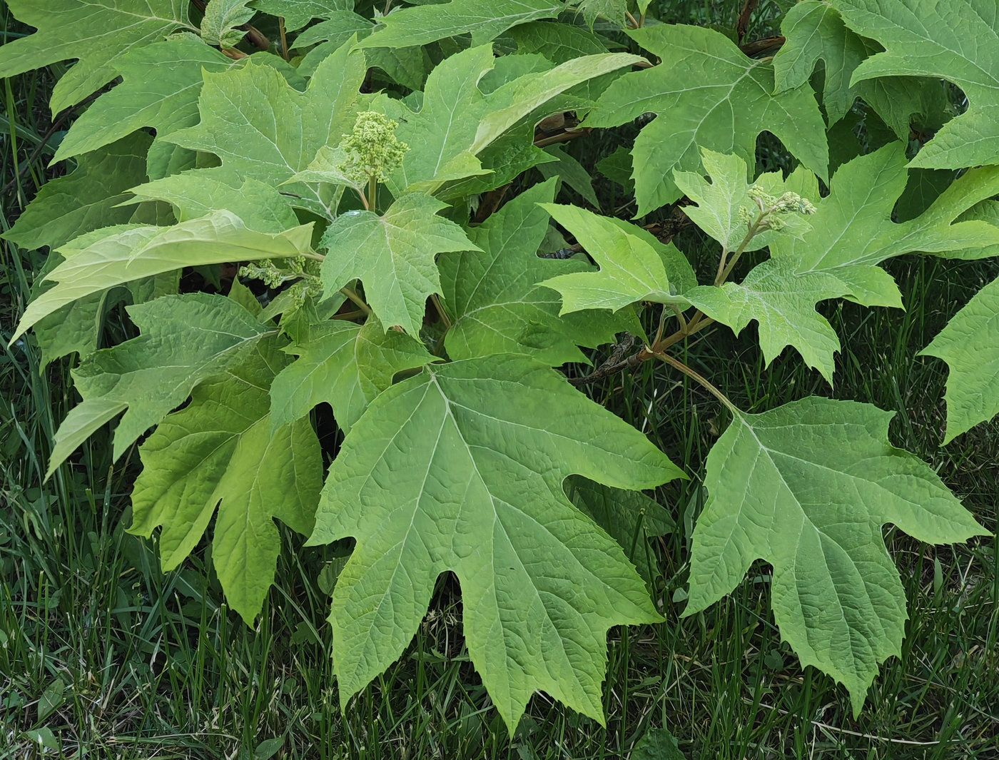 Изображение особи Hydrangea quercifolia.